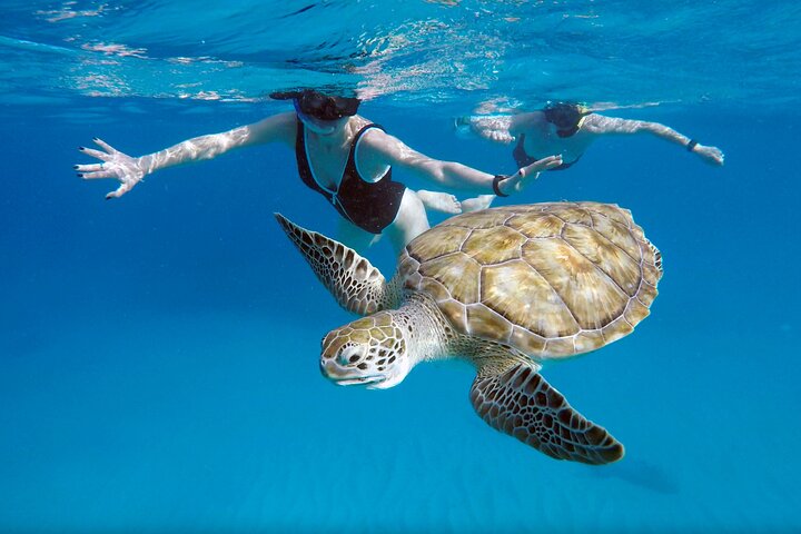 Catamaran snorkeling tour in Barbados with sea turtles and tropical fish, photo 3 | wizardtrip