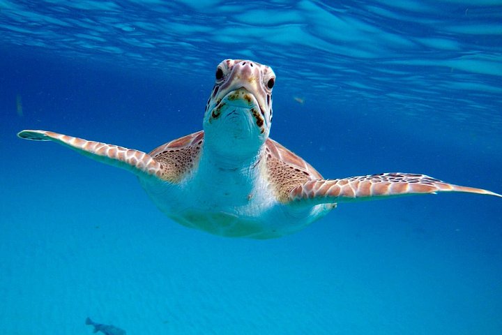 Catamaran snorkeling tour in Barbados with sea turtles and tropical fish, photo 4 | wizardtrip