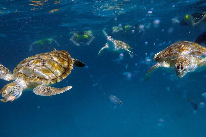 Catamaran snorkeling tour in Barbados with sea turtles and tropical fish, photo 5 | wizardtrip