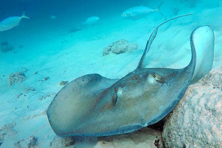 Catamaran snorkeling tour in Barbados with sea turtles and tropical fish, photo 7 | wizardtrip