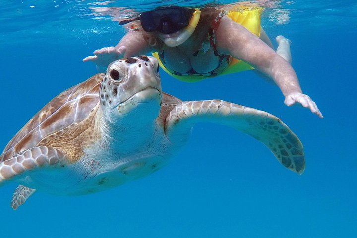 Catamaran snorkeling tour in Barbados with sea turtles and tropical fish, photo 8 | wizardtrip
