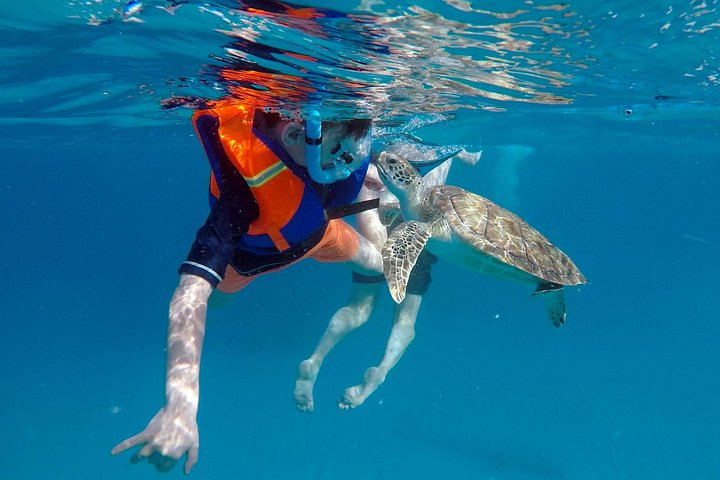 Catamaran snorkeling tour in Barbados with sea turtles and tropical fish, photo 11 | wizardtrip
