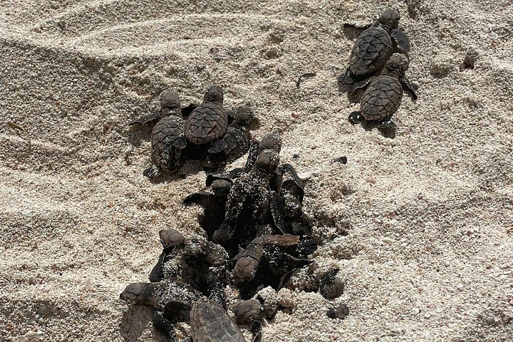 Catamaran snorkeling tour in Barbados with sea turtles and tropical fish, photo 14 | wizardtrip