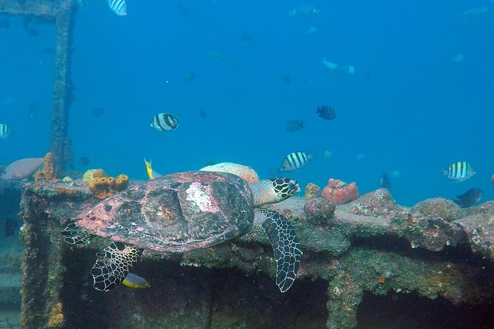Catamaran snorkeling tour in Barbados with sea turtles and tropical fish, photo 15 | wizardtrip