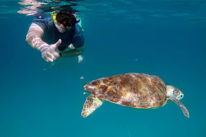 Catamaran snorkeling tour in Barbados with sea turtles and tropical fish, photo 18 | wizardtrip