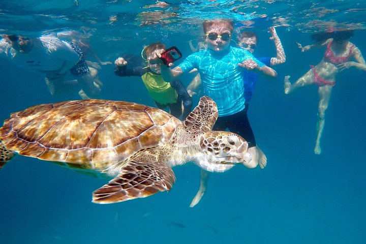 Catamaran snorkeling tour in Barbados with sea turtles and tropical fish, photo 19 | wizardtrip