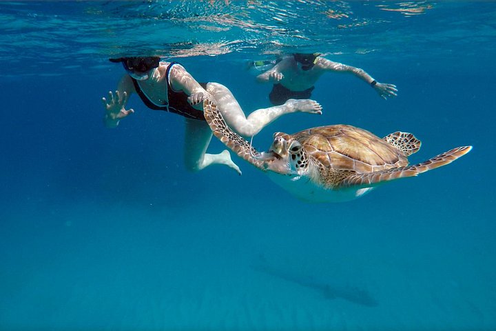 Catamaran snorkeling tour in Barbados with sea turtles and tropical fish, photo 20 | wizardtrip