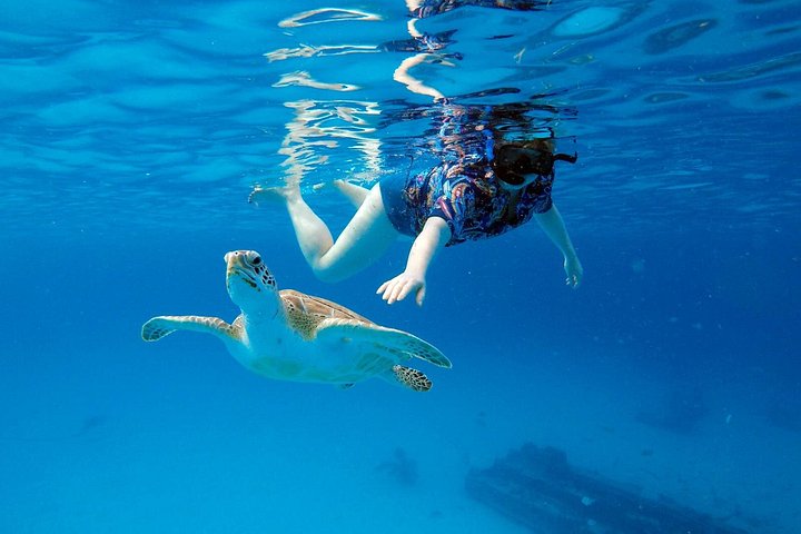 Catamaran snorkeling tour in Barbados with sea turtles and tropical fish, photo 22 | wizardtrip