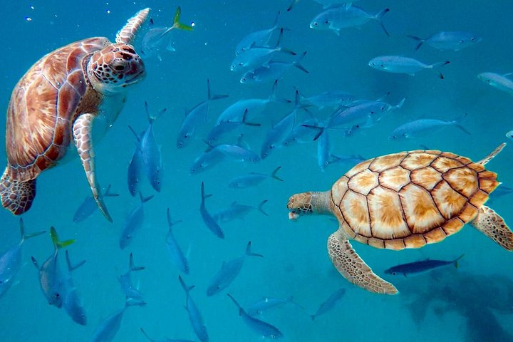 Catamaran snorkeling tour in Barbados with sea turtles and tropical fish, photo 24 | wizardtrip