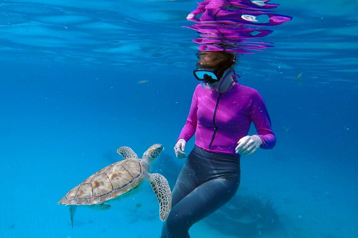Catamaran snorkeling tour in Barbados with sea turtles and tropical fish, photo 25 | wizardtrip