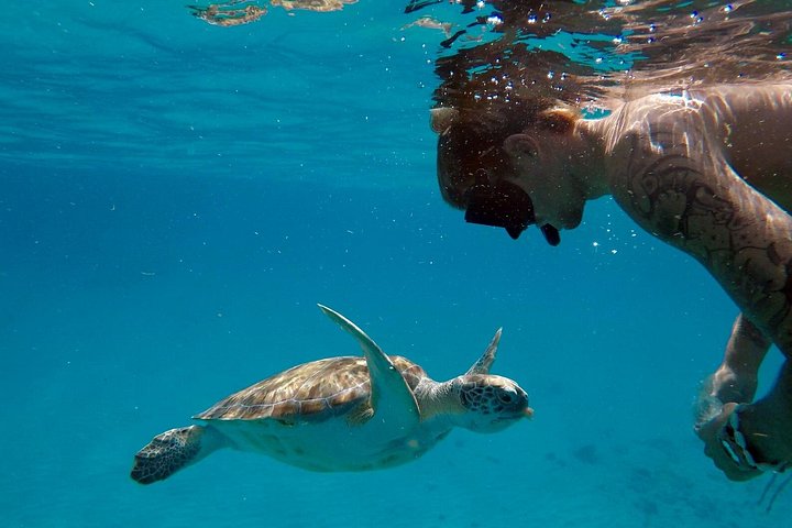 Catamaran snorkeling tour in Barbados with sea turtles and tropical fish, photo 26 | wizardtrip