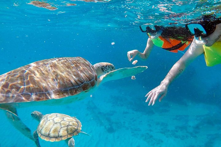 Catamaran snorkeling tour in Barbados with sea turtles and tropical fish, photo 27 | wizardtrip