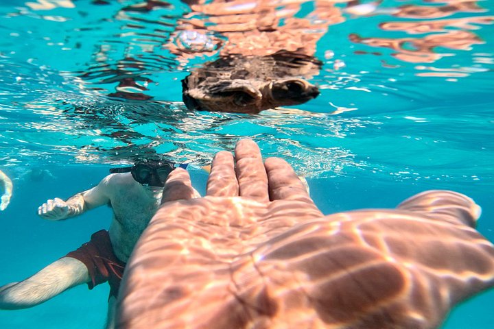Catamaran snorkeling tour in Barbados with sea turtles and tropical fish, photo 29 | wizardtrip