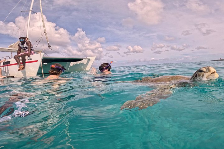 Catamaran snorkeling tour in Barbados with sea turtles and tropical fish, photo 31 | wizardtrip