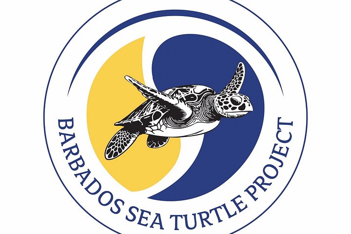 Catamaran snorkeling tour in Barbados with sea turtles and tropical fish, photo 32 | wizardtrip