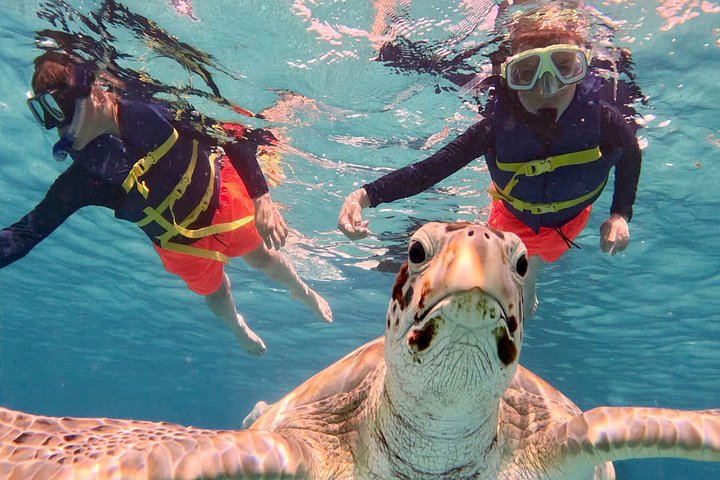 Catamaran snorkeling tour in Barbados with sea turtles and tropical fish, photo 33 | wizardtrip