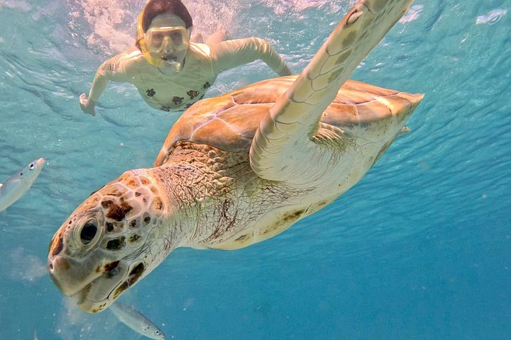 Catamaran snorkeling tour in Barbados with sea turtles and tropical fish, photo 34 | wizardtrip