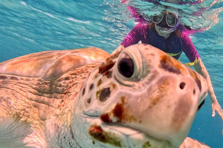 Catamaran snorkeling tour in Barbados with sea turtles and tropical fish, photo 35 | wizardtrip