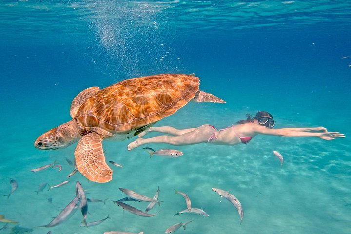 Catamaran snorkeling tour in Barbados with sea turtles and tropical fish, photo 37 | wizardtrip