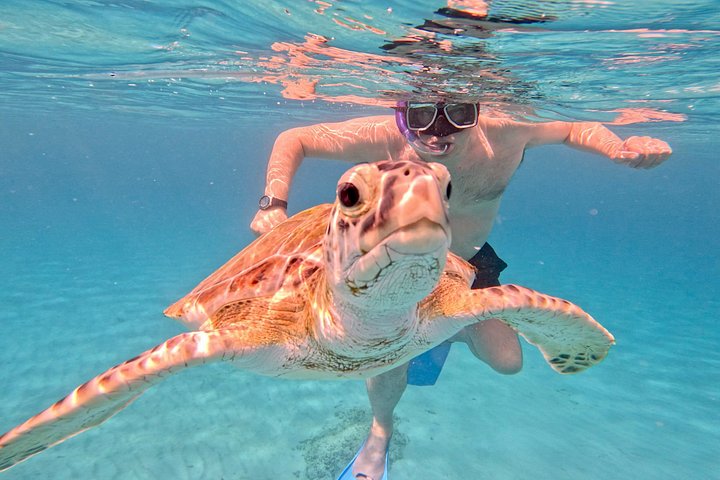 Catamaran snorkeling tour in Barbados with sea turtles and tropical fish, photo 38 | wizardtrip