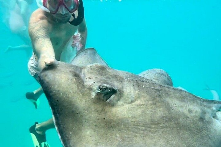 Catamaran snorkeling tour in Barbados with sea turtles and tropical fish, photo 42 | wizardtrip