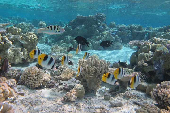 Excursion en bateau partagé pour snorkeling à Bora Bora | wizardtrip
