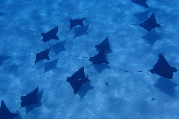Gemeinsame Bootsschnorcheltour in der Lagune von Bora Bora mit Sichtungen von Meereslebewesen, Foto 6 | wizardtrip