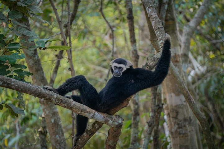 Avventura zipline attraverso la chioma della giungla nel Parco Archeologico di Angkor, Siem Reap, foto 7 | wizardtrip