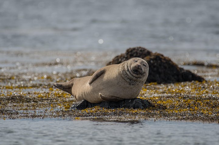 Passeio em grupo pequeno explorando as maravilhas naturais da Península de Snaefellsnes, Islândia, foto 6 | wizardtrip