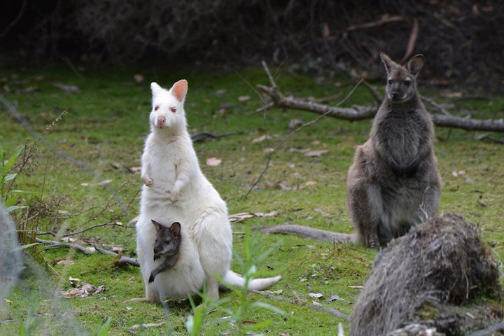 Full-Day Guided Bruny Island Tour from Hobart | wizardtrip