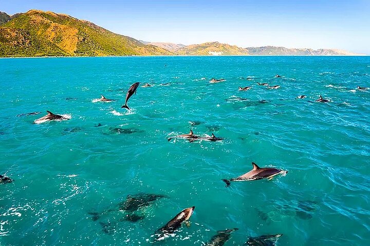 Kona Snorkel Tour: Captain Cook Rev & Havgrotter | wizardtrip