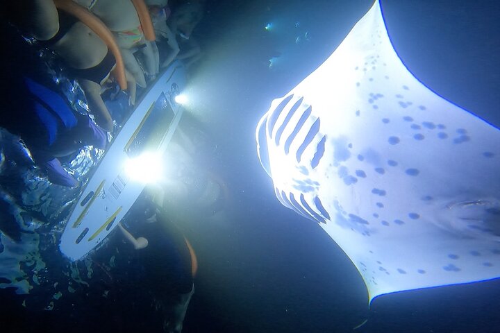 Big Island Manta Ray Nat Snorkel Eventyr | wizardtrip