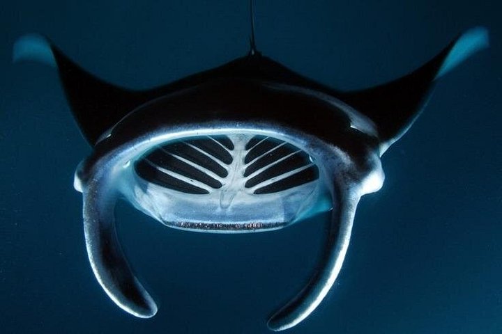 Nacht-Schnorchelabenteuer mit Mantarochen auf Big Island, Hawaii, Foto 6 | wizardtrip