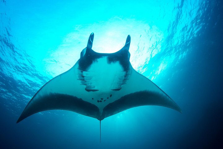 Nacht-Schnorchelabenteuer mit Mantarochen auf Big Island, Hawaii, Foto 7 | wizardtrip
