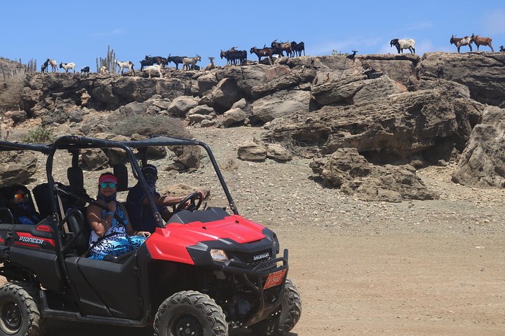 Experimente uma emocionante aventura de UTV e ATV explorando os marcos naturais únicos e as costas de Aruba, foto 7 | wizardtrip