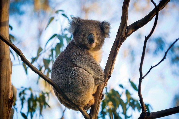 Experimente a deslumbrante Great Ocean Road e os icónicos Doze Apóstolos num confortável passeio em pequeno grupo a partir de Melbourne, foto 22 | wizardtrip