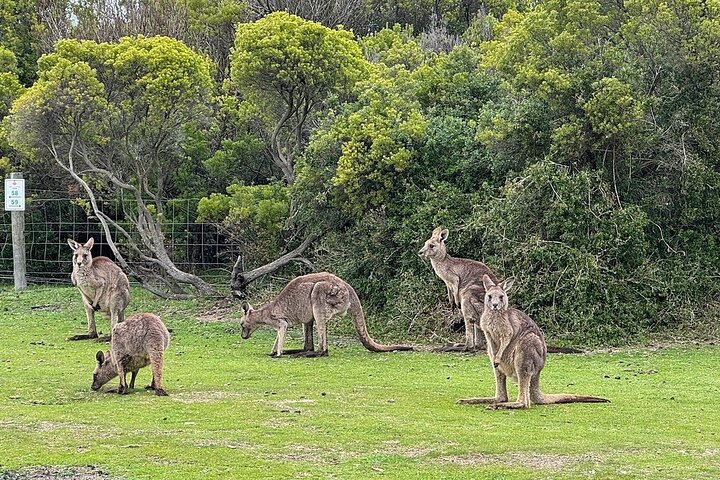 Experimente a deslumbrante Great Ocean Road e os icónicos Doze Apóstolos num confortável passeio em pequeno grupo a partir de Melbourne, foto 24 | wizardtrip