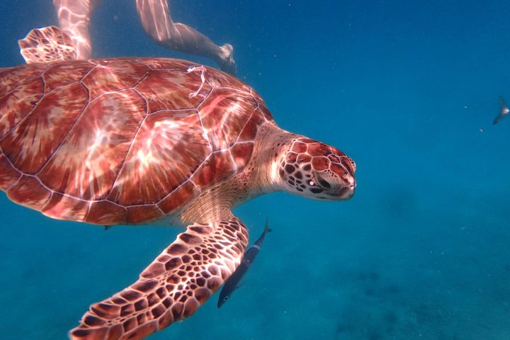 Cruzeiro de catamarã em Barbados com mergulho com snorkel, tartarugas e almoço, foto 5 | wizardtrip