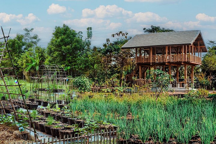Learn to cook authentic Thai dishes in a hands-on class at The Rice Barn Thai Cooking Farm, Chiang Mai, photo 6 | wizardtrip