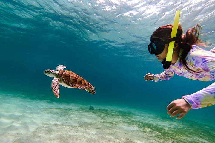 Snorkel met zeeschildpadden en kleurrijke vissen in het heldere water van Aruba, foto 2 | wizardtrip