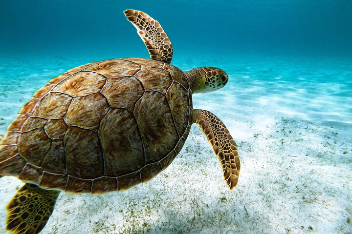 Snorkel met zeeschildpadden en kleurrijke vissen in het heldere water van Aruba, foto 3 | wizardtrip