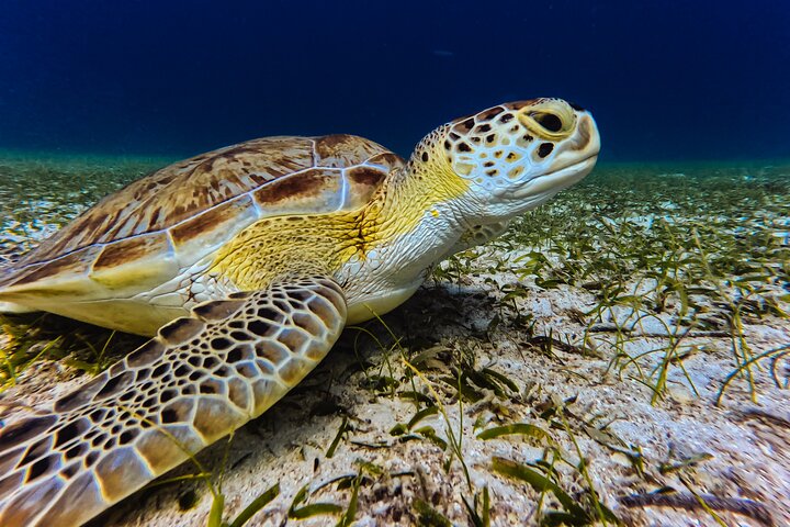Snorkel met zeeschildpadden en kleurrijke vissen in het heldere water van Aruba, foto 5 | wizardtrip