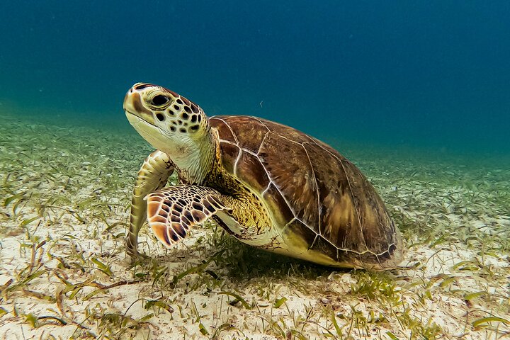 Snorkel met zeeschildpadden en kleurrijke vissen in het heldere water van Aruba, foto 6 | wizardtrip
