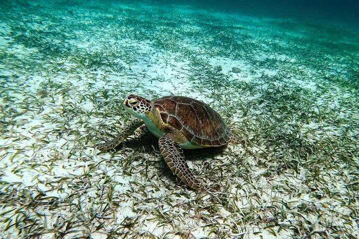 Snorkel met zeeschildpadden en kleurrijke vissen in het heldere water van Aruba, foto 7 | wizardtrip