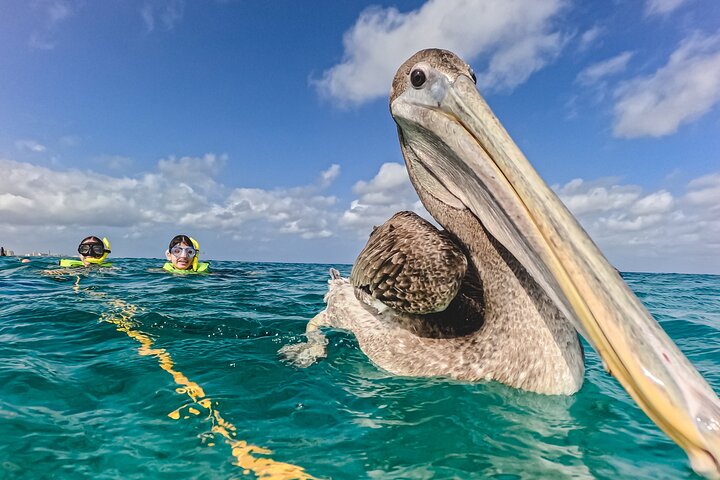 Snorkel met zeeschildpadden en kleurrijke vissen in het heldere water van Aruba, foto 8 | wizardtrip