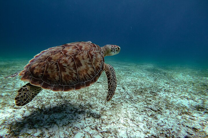 Snorkel met zeeschildpadden en kleurrijke vissen in het heldere water van Aruba, foto 10 | wizardtrip