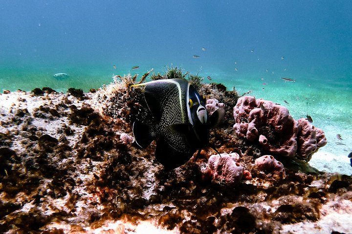 Snorkel met zeeschildpadden en kleurrijke vissen in het heldere water van Aruba, foto 11 | wizardtrip