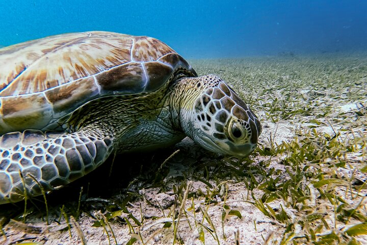 Snorkel met zeeschildpadden en kleurrijke vissen in het heldere water van Aruba, foto 15 | wizardtrip