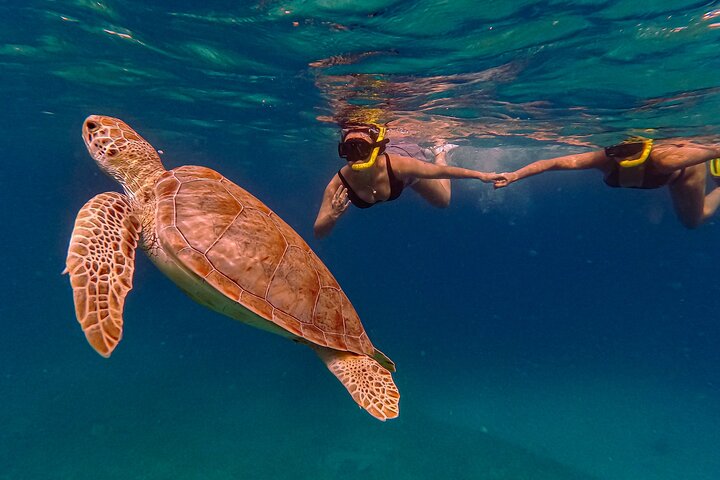 Snorkel met zeeschildpadden en kleurrijke vissen in het heldere water van Aruba, foto 16 | wizardtrip