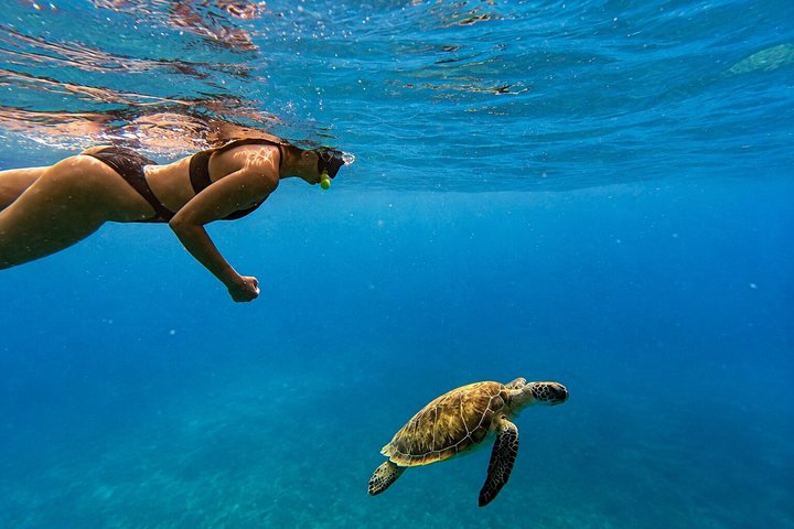 Snorkel met zeeschildpadden en kleurrijke vissen in het heldere water van Aruba, foto 17 | wizardtrip